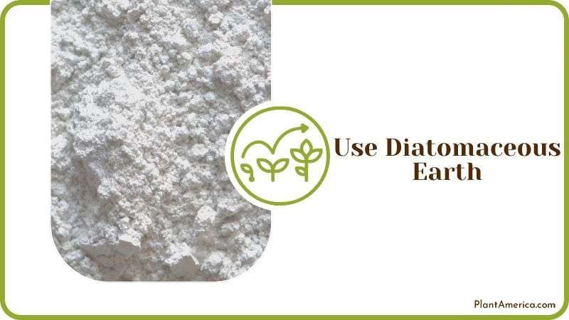 Using Diatomaceous Earth Plant America