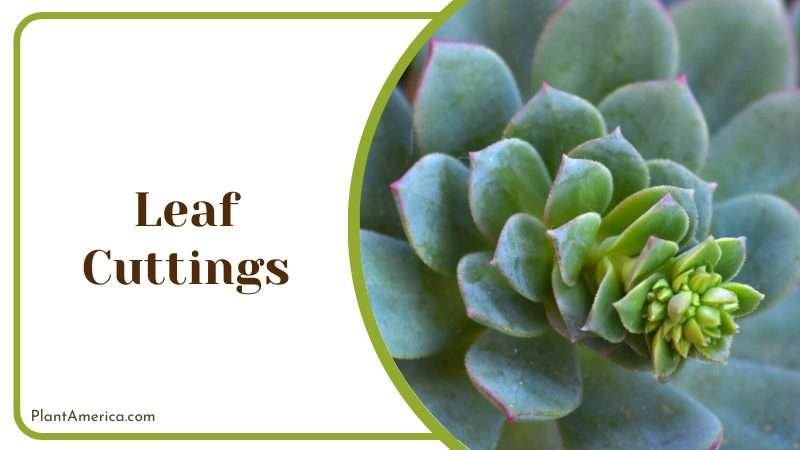 Using Echeveria Subsessilis seeds to propagate Plant America Using Echeveria Subsessilis seeds to propagate Plant America