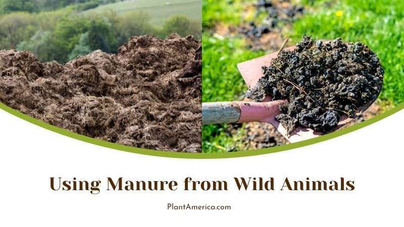 Using Manure from Wild Animals Plant America