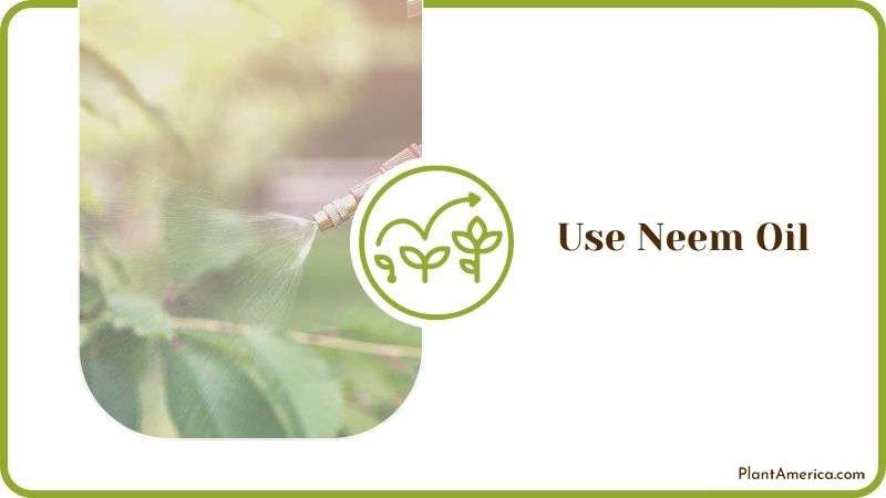 Using Neem Oil for Black Bugs Plant America