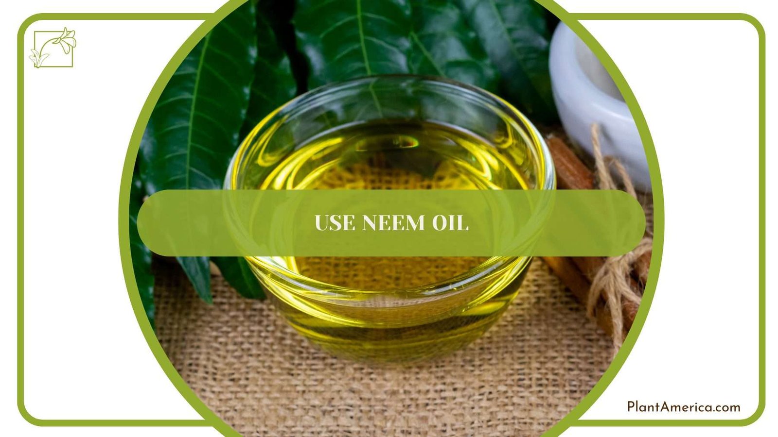 Using Neem Oil on Plant PlantAmerica