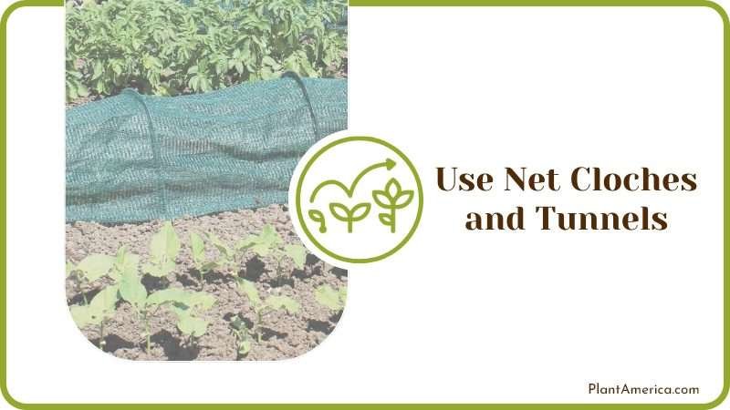Using Net Cloches for Plants Plant America Using Net Cloches for Plants Plant America