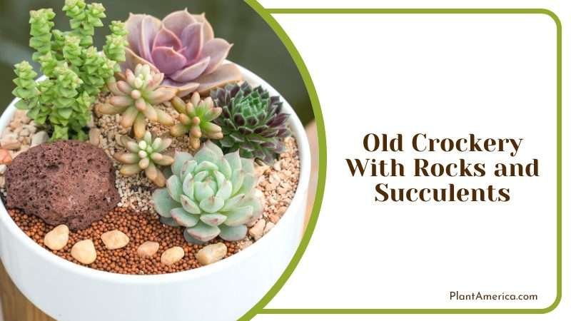 Using Old Crockery With Rocks and Succulents Plant America
