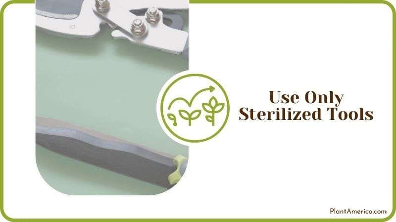 Using Only Sterilized Pruning Tools Plant America Using Only Sterilized Pruning Tools Plant America