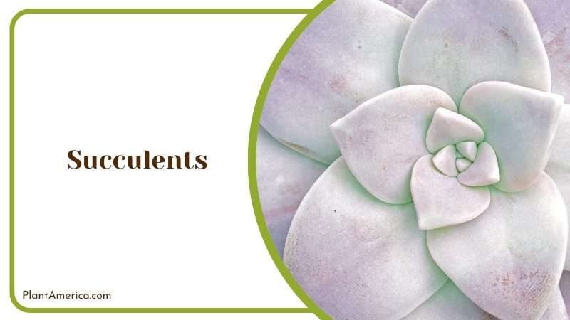 Using Pasta Water on Succulents Plant America
