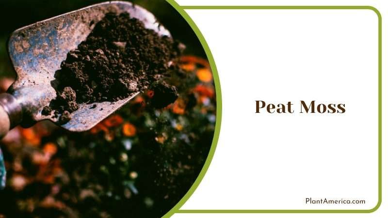 Using Peat Moss on Garden Using Peat Moss on Garden