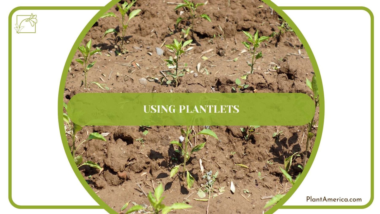 Using Plantlets for Donkey Ear Plant PlantAmerica