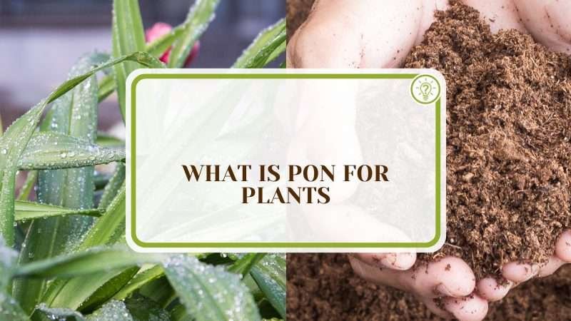 Using Pon for Plants What Is Pon for Plants? And the Best Alternatives to Use