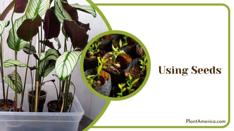 Using Seeds Of Calathea Concinna ~ PlantAmerica Using Seeds Of Calathea Concinna ~ PlantAmerica