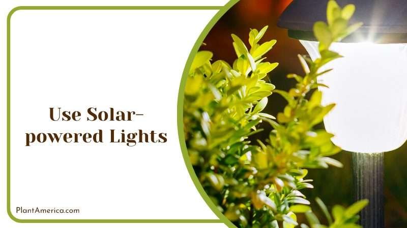 Using Solar Powered Lights in Garden Plant America