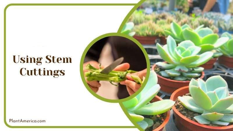 Using Stem Cuttings Plant America