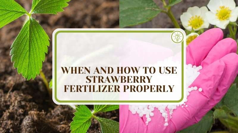Using Strawberry Fertilizer Properly Plant America Strawberry Fertilizer: When and How To Use it Properly