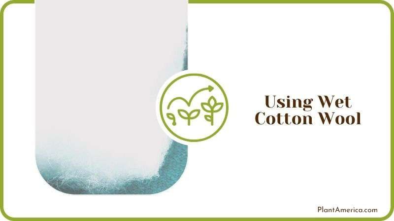 Using Wet Cotton Wool Plant America