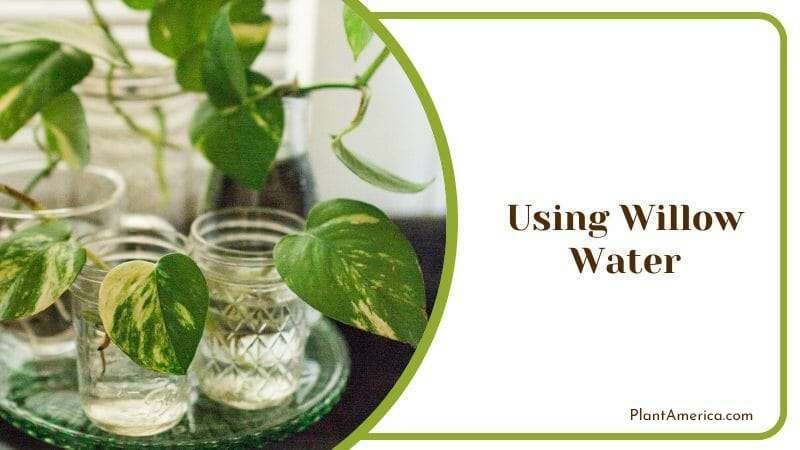 Using Willow Water Plant America