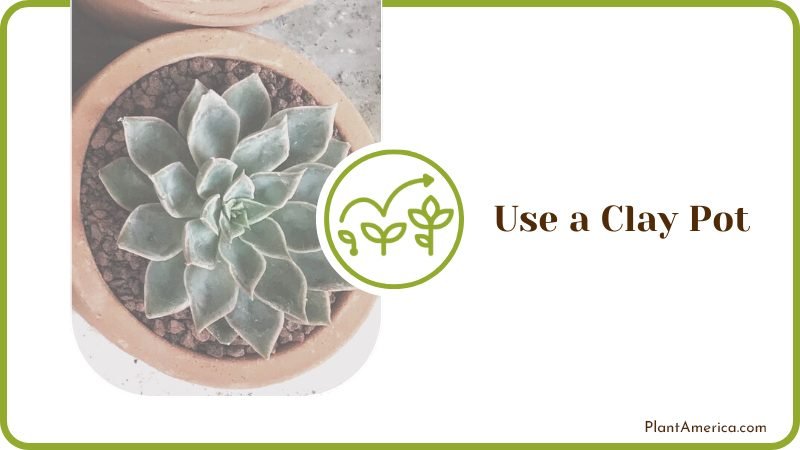Using a Clay Pot for Cactus Plant America