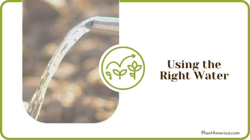 Using the Right Water Plant America