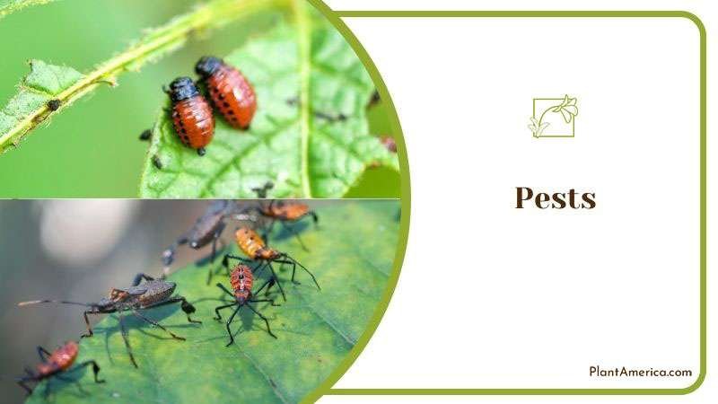 Usual Pests of Plowmanii Plant ~ PlantAmerica