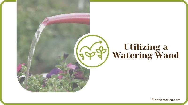 Utilizing a Watering Wand Plant America