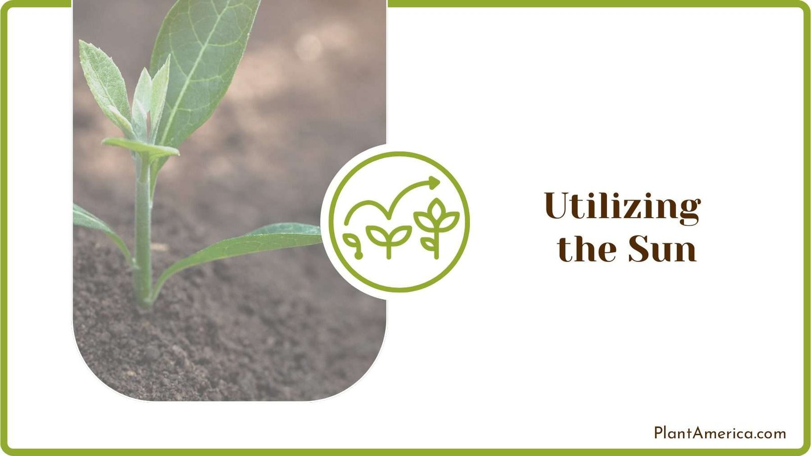 Utilizing the Sun to Sterilize Soil Plant America