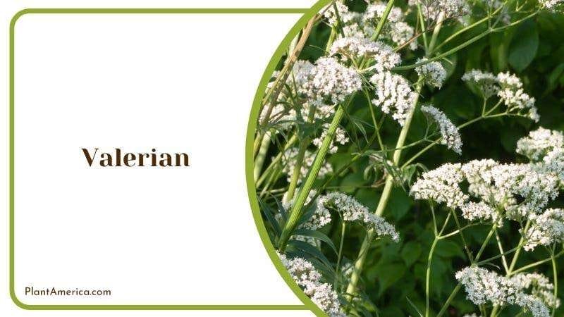 Valerian Plant America