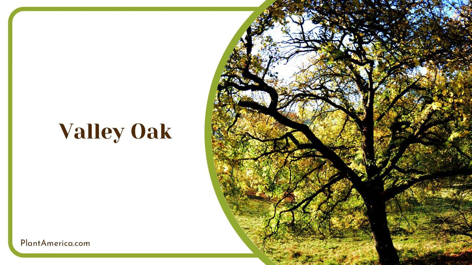 Valley Oak In The Park Plant America