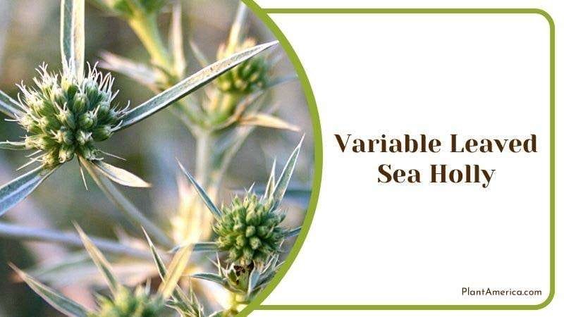 Variable Leaved Sea Holly Plant America