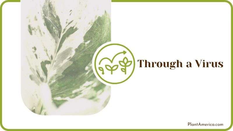 Variegate Through a Virus Plant America Variegate Through a Virus Plant America