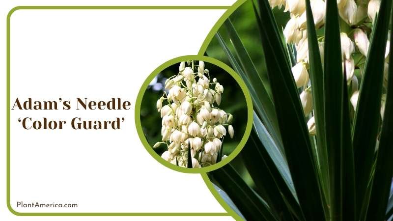 Variegated Adams Needle Yucca Plant America