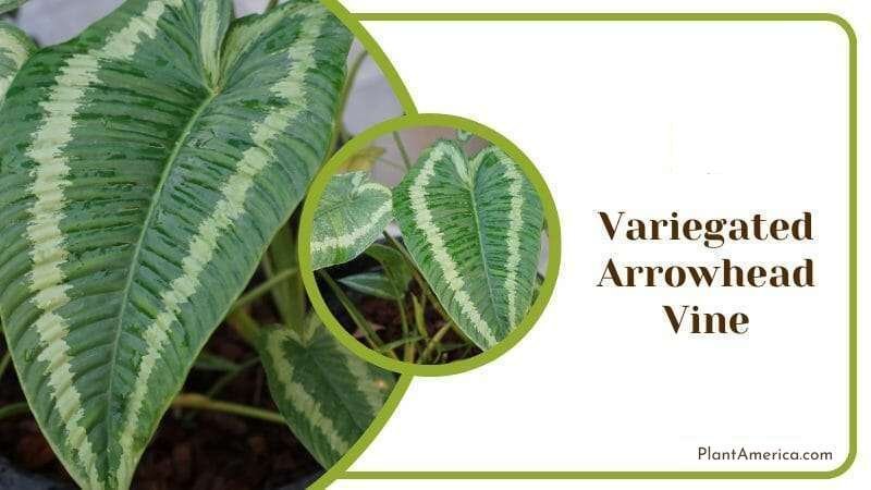 Variegated Arrowhead Vine Plants Similar to Pothos Plant America Variegated Arrowhead Vine Plants Similar to Pothos Plant America