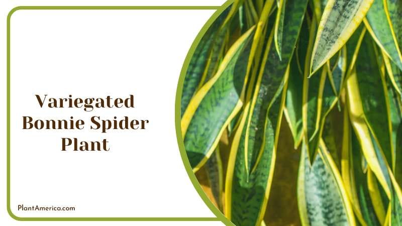 Variegated Bonnie Spider Plant PlantAmerica