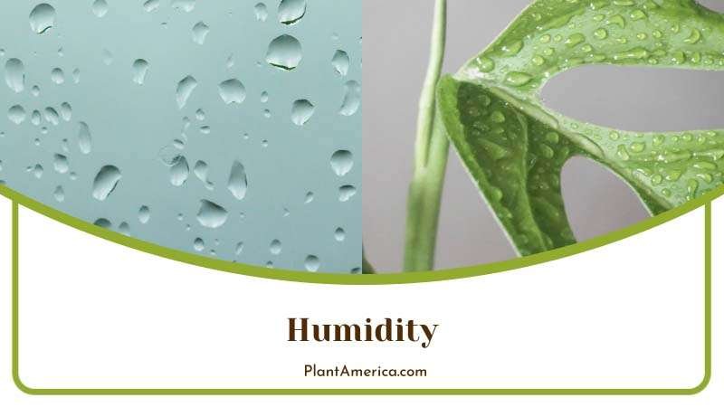 Content Image Plant Profile Sujon Variegated Monstera Adansoni
