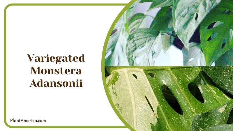 Content Image Plant Profile Sujon Variegated Monstera Adansoni
