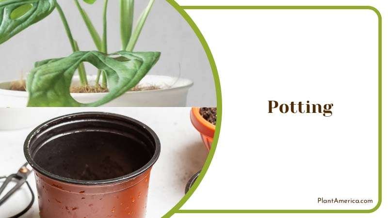 Content Image Plant Profile Sujon Variegated Monstera Adansoni