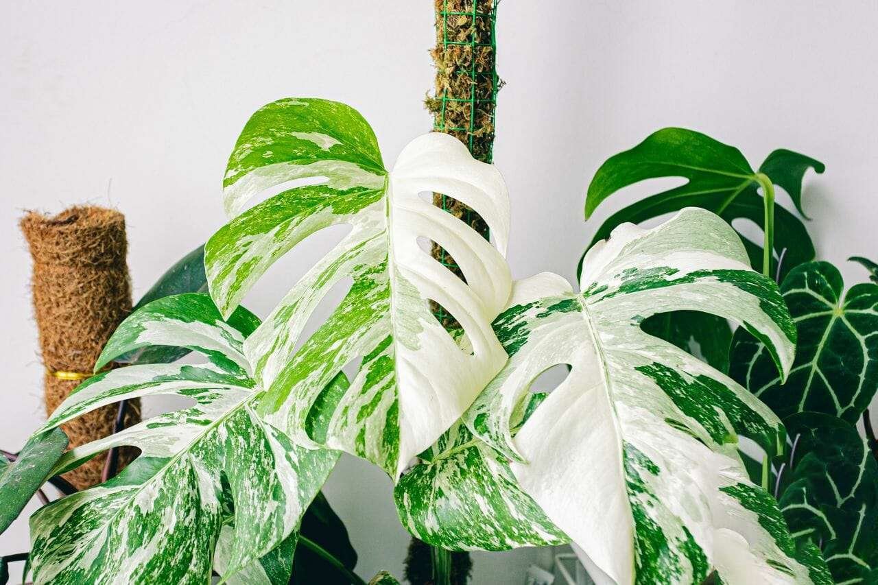 Variegated Monstera Albo Plant America