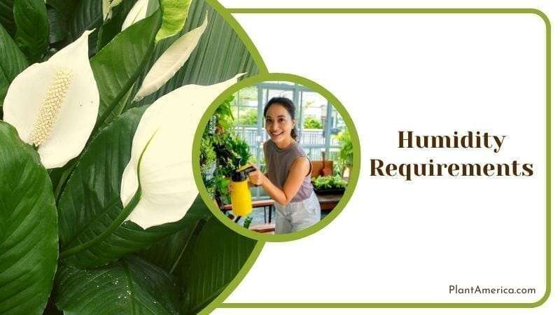 Variegated Peace Lily Humidity Requirements Plant America