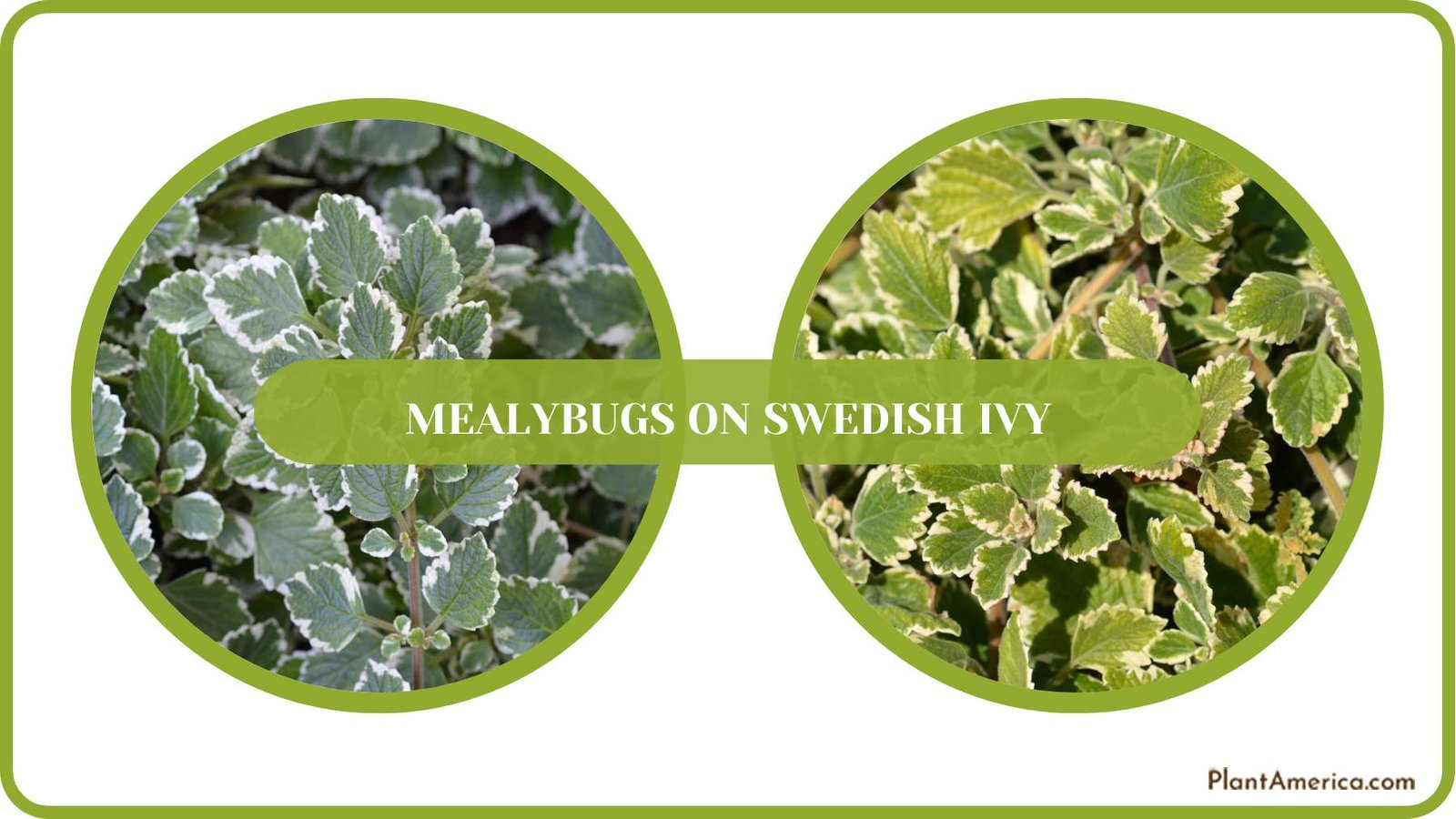 Variegated Swedish Ivy Plants Plant America Variegated Swedish Ivy Plants Plant America