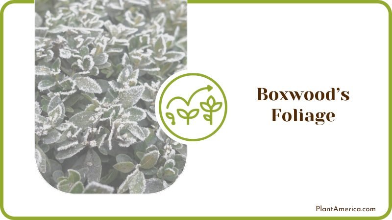 Varieties of Boxwood Foliage Plant America