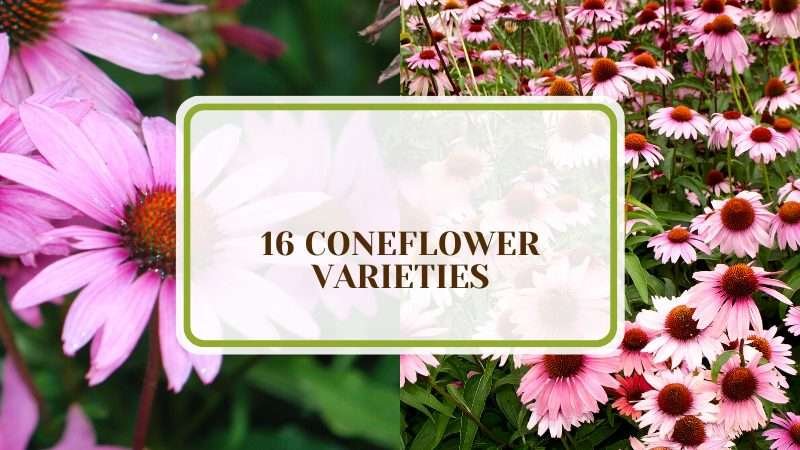 Varieties of Coneflower Plant America 16 Coneflower Varieties That You Never Knew Existed