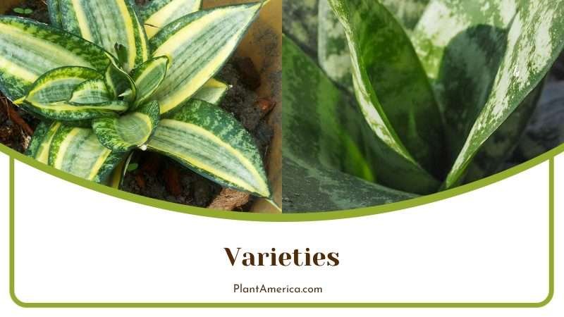 Varieties of Moonshine Plants PlantAmerica