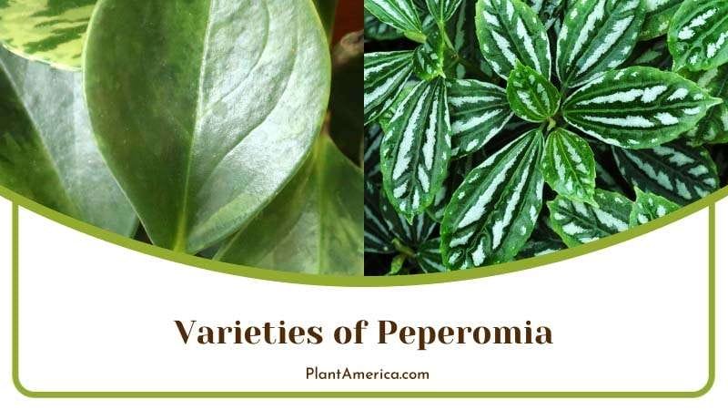 Varieties of Peperomia Plants PlantAmerica