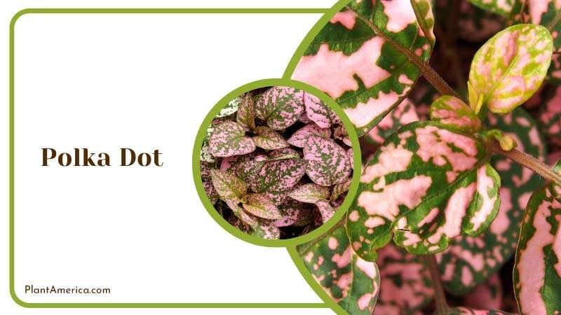 Various Color Leaves of Polka Dot Plant America Various Color Leaves of Polka Dot Plant America