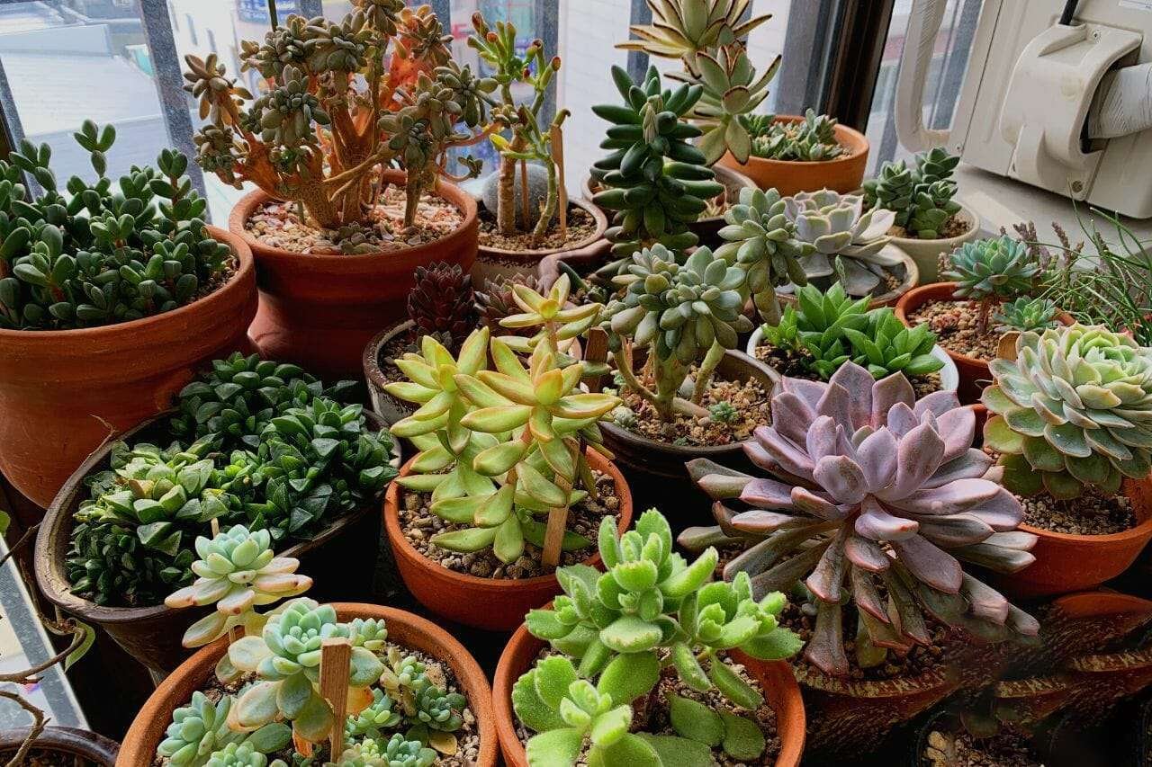 Various succulents