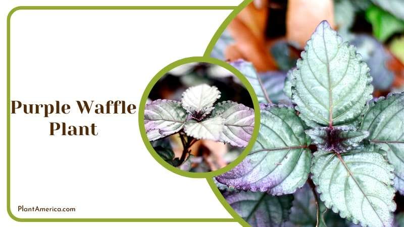 Velvet Crush Purple Waffle Plant Plant America 1