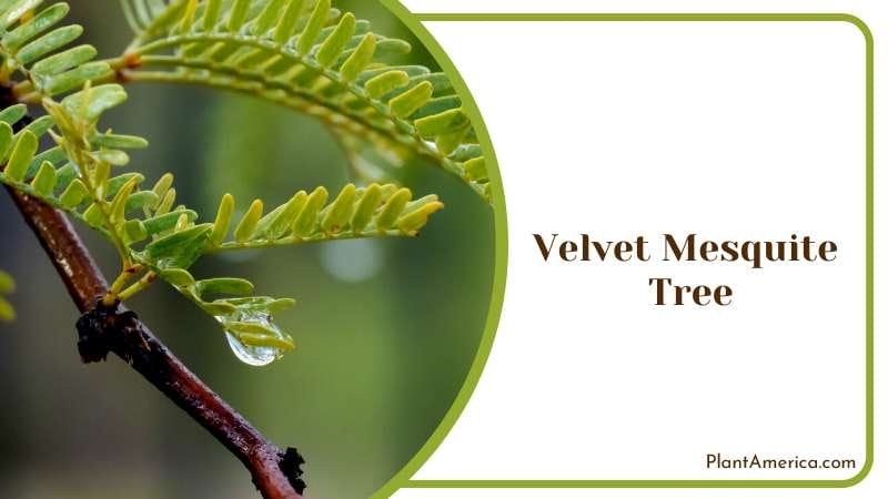 Velvet Mesquite Tree A Desert Oasis