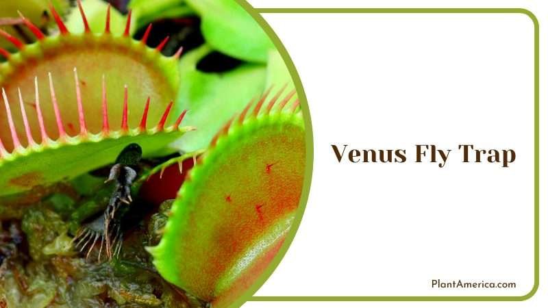 Venus Fly Trap Plants Plant America