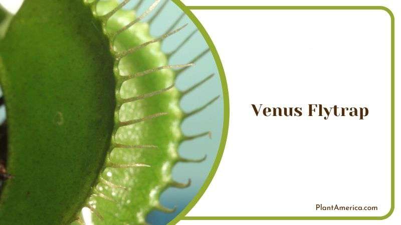 Venus Flytrap Leaves Trap Plant America