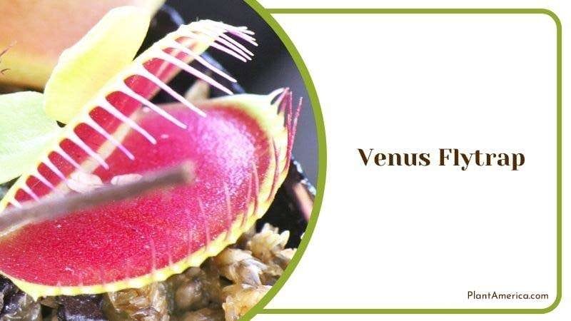 Venus Flytrap PlantAmerica