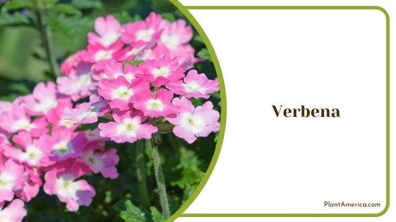 Verbena PlantAmerica Verbena PlantAmerica