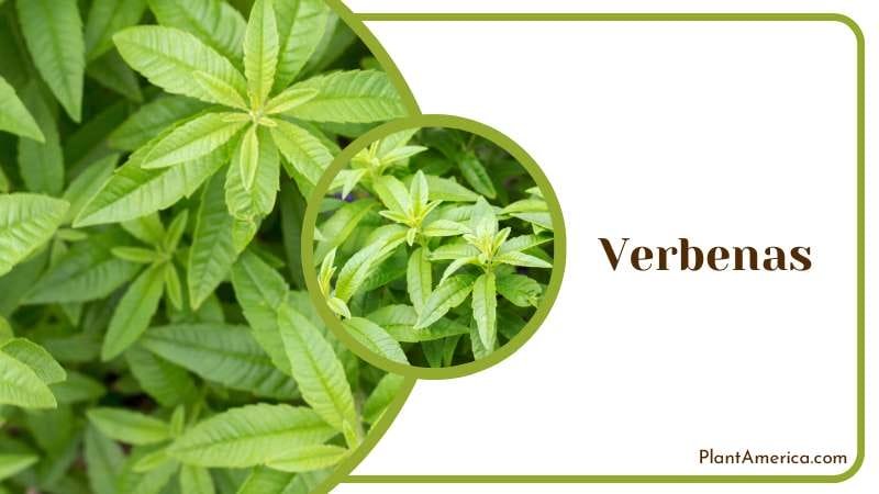 Verbenas hardy perennial herbs Plant America