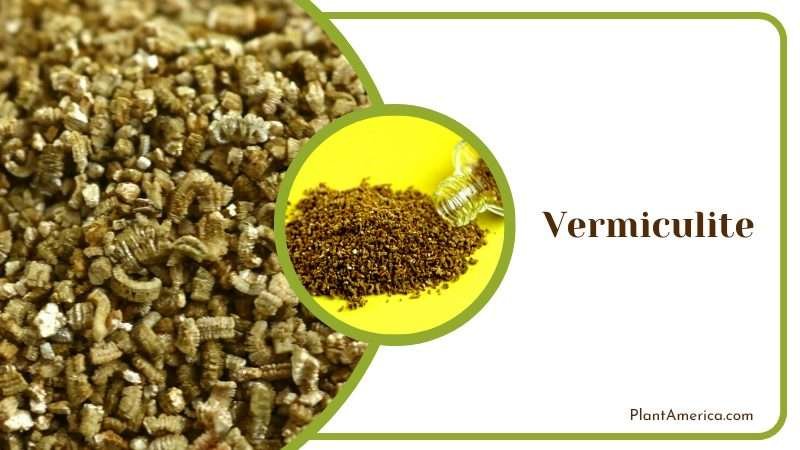Vermiculite for Water Absorption PlantAmerica